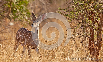 A female Lesser Kudu Stock Photo