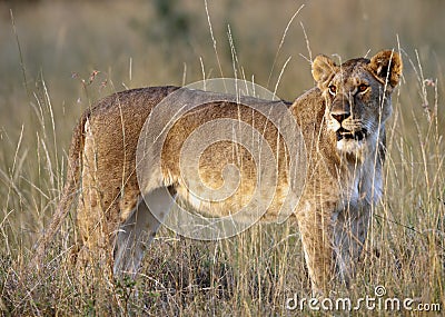 Female Lion Stock Photo