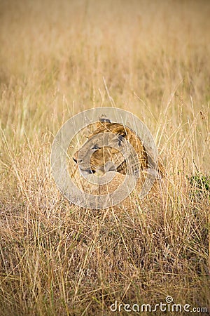 Female lion Stock Photo