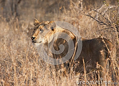 Female lion hunting Stock Photo