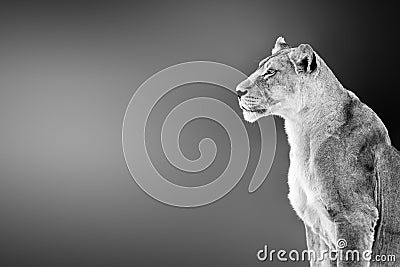 Female lion lioness portrait highly alerted staring into the distance with copy space Stock Photo