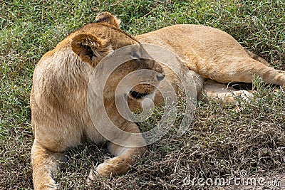 Female Lion at the lying beside a Road Stock Photo