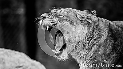 Female Lion portrait roaring Stock Photo