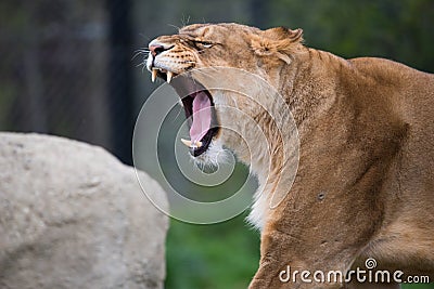 Female Lion portrait roaring Stock Photo