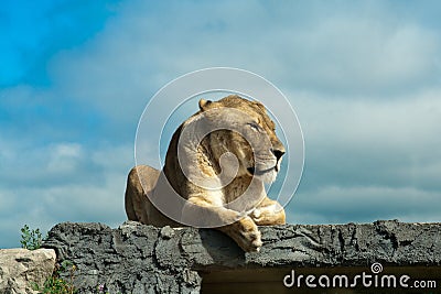 Female Lion resting on a Rock Stock Photo