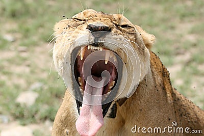 Female Lion - Serengeti Safari, Tanzania, Africa Stock Photo
