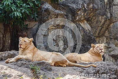 Female lion sitting on the rock. Stock Photo