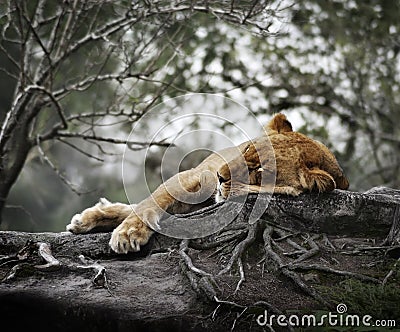 Female Lion Sleeping Stock Photo