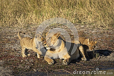 Female lioness and her two lion cubs resting in morning sunlight in Savuti in Botswana Stock Photo