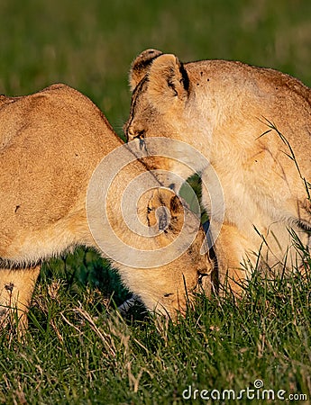 Female lionesses sniffing each other for identification Stock Photo
