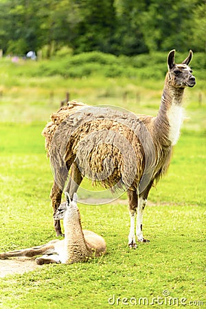 A female llama with a cub on a background of green grass, summer and a sunny day Stock Photo