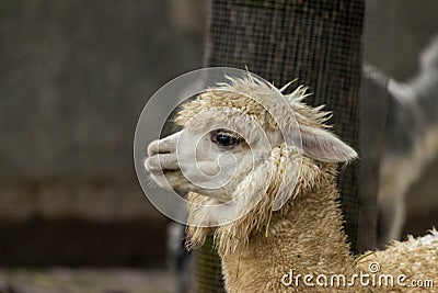 The female llama. Lama face closeup. Lama glama. Lama glama in the farm in Peru. Stock Photo