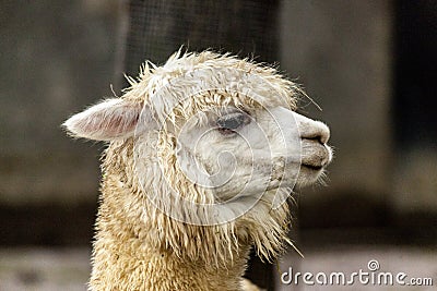 The female llama. Lama face closeup. Lama glama. Lama glama in the farm in Peru. Stock Photo