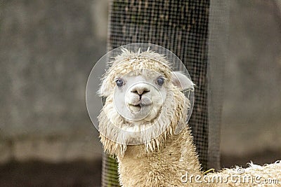 The female llama. Lama face closeup. Lama glama. Lama glama in the farm in Peru. Stock Photo