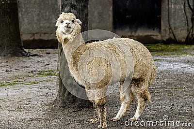 The female llama. Lama face closeup. Lama glama. Lama glama in the farm in Peru. Stock Photo