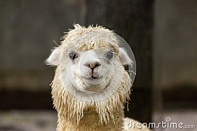 The female llama. Lama face closeup. Lama glama. Lama glama in the farm in Peru. Stock Photo