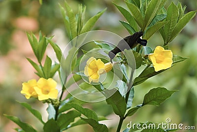 A female Loten's sunbird drinking nectar from an Allamanda flower Stock Photo