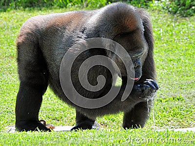 Female Lowland Gorilla Drinking Stock Photo