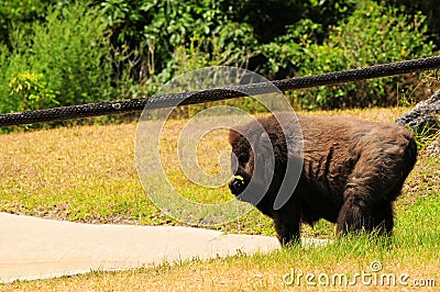 Female lowland gorilla drinking Stock Photo