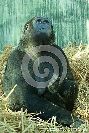 Female Lowland Gorilla Stock Photo