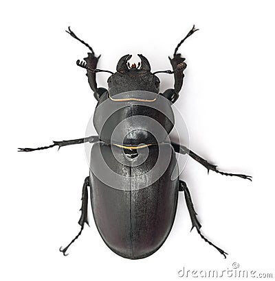 Female Lucanus cervus Stock Photo