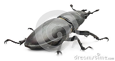 Female Lucanus cervus Stock Photo