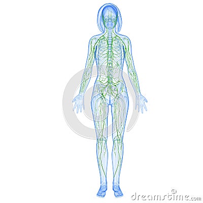 Female Lymphatic system Cartoon Illustration