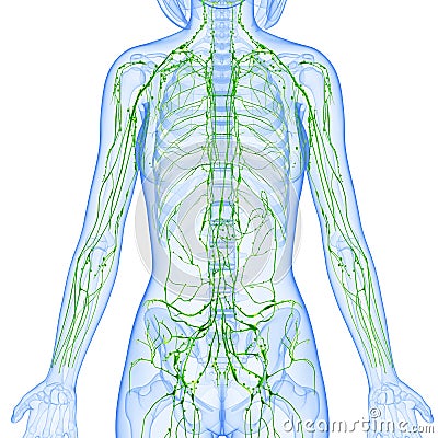 Female Lymphatic system x ray Cartoon Illustration