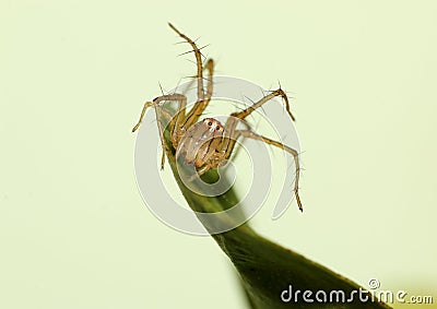 Female lynx spider on a defense stance on a leaf. Stock Photo