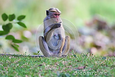 Female macaque monkey in Sri Lanka is feeding Stock Photo