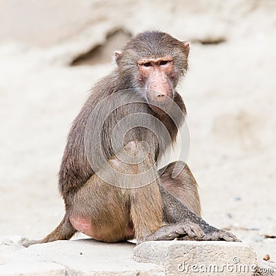 Female macaque monkey Stock Photo