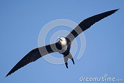 A female magnificent frigate bird flying overhead Stock Photo