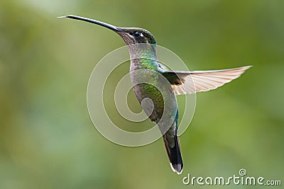 Female Magnificent Hummingbird in Costa Rica Stock Photo