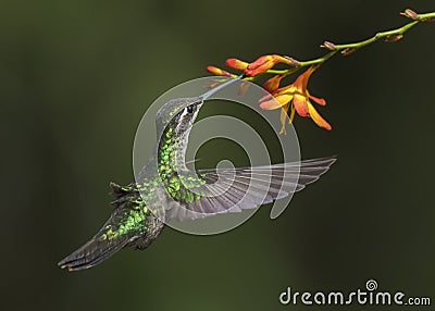 Female Magnificent or Rivoli`s hummingbird Eugenes fulgens, Costa Rica Stock Photo