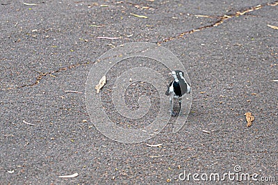 Female magpie lark, Grallina cyanoleuca, Brimbank Park, Melbourne, Australia Stock Photo