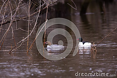 Female and male adult common merganser seen swimming in the St. Charles River Stock Photo