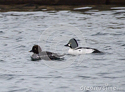 A Female and Male Common Goldeneyes Stock Photo