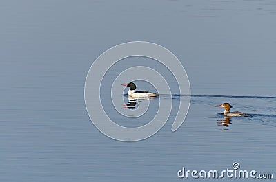 Female and Male Common Merganser Stock Photo