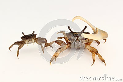 Female and male fiddler crabs (Uca minax) Stock Photo
