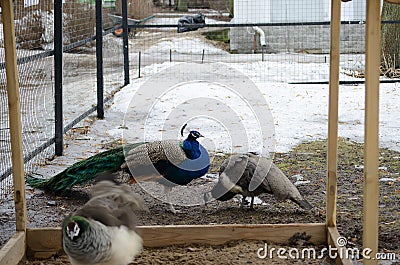 Female and male peacocks - a couple in a zoo Stock Photo