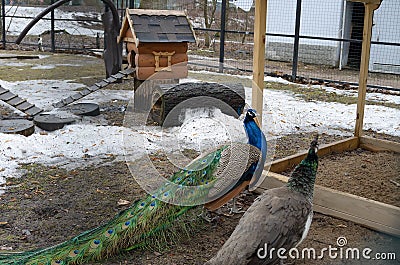 Female and male peacocks - a couple in a zoo Stock Photo