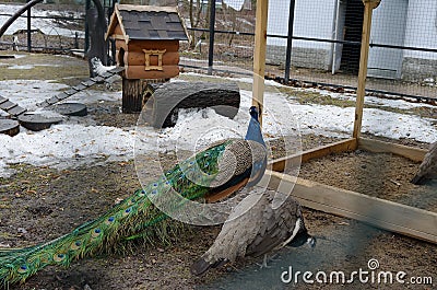 Female and male peacocks in a zoo Stock Photo