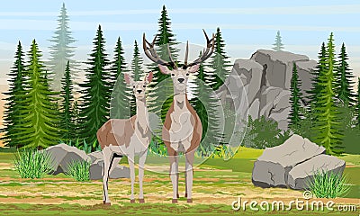 A female and a male red deer stand in a meadow near a spruce forest and large rocks. Mammals animals of Europe and America Vector Illustration