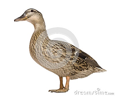 Female Mallard, 1 years old, standing Stock Photo