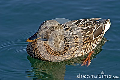 Female Mallard Stock Photo