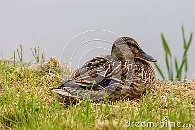 Female mallard Anas platyrhynchos resting next to a lake Stock Photo