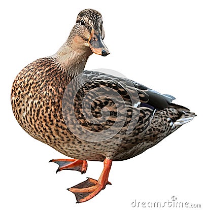 Female Mallard with clipping path Stock Photo