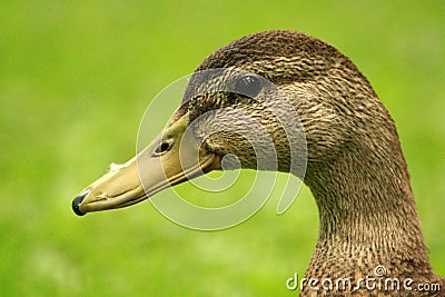 Female Mallard Duck Stock Photo