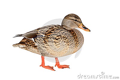 Female Mallard Duck Stock Photo