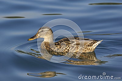 Female mallard duck Stock Photo